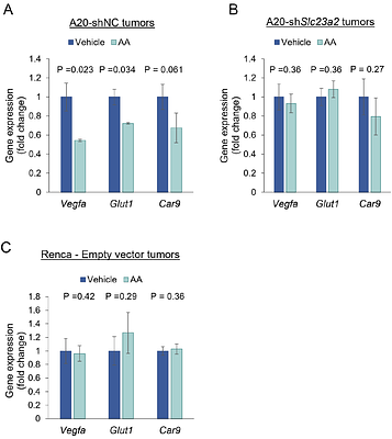 In vivo anti-tumor activity of high-dose parenteral ascorbic acid is mediated primarily via cofactor activity, not via oxidative stress.