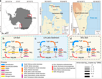 Unveiling unique microbial nitrogen cycling and novel nitrification drivers in coastal Antarctica