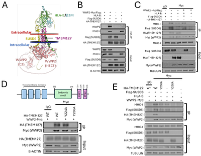 The transmembrane protein TMEM127 regulates activation and fate of an MHC-I degradation complex by WWP2 modifications