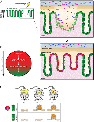 A Rare T-Cell Factor 4 Lineage-negative Epithelial Stem Cell Supports Wound Repair and APC-deletion-induced Colon Tumorigenesis