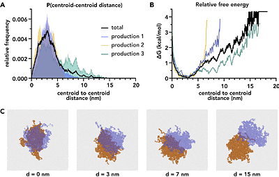 Simulations show increased lipid interdigitation in transmembrane coupling of protein condensates