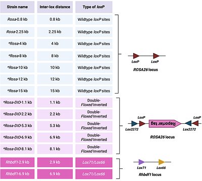 Large-Scale Genome-Wide Optimization and Prediction of the Cre Recombinase System for Precise Genome Manipulation in Mice