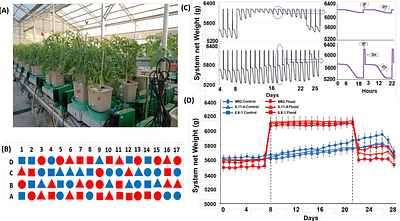 Adventitious roots facilitate surface water uptake but only partially sustain transpiration under waterlogging in tomato (Solanum lycopersicum)