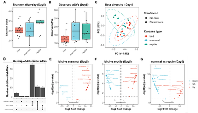 Parental care enhances reproductive success without remodeling the carcass microbiome in a wild burying beetle