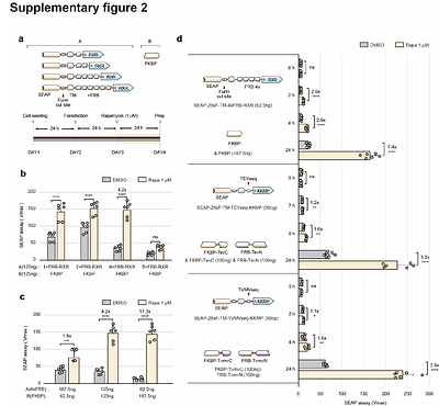 BLAST: A blue light-assisted secretion toolkit tunable by reversible protein-protein interactions