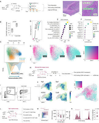 A stress-NRF2 response axis polarises tumor macrophages and undermines immunotherapy