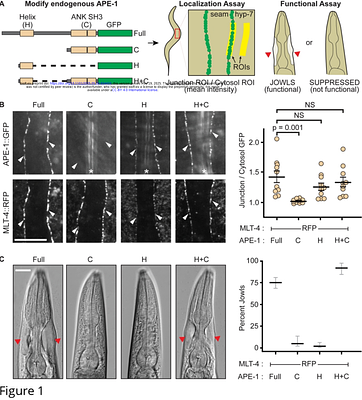 ASPPs multimerize protein phosphatase 1