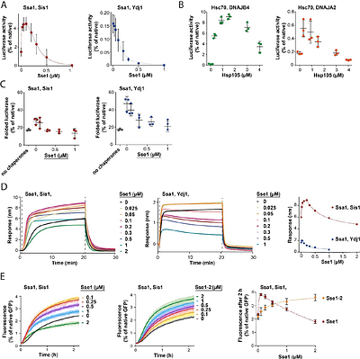 Balanced Interplay Between Hsp110, Hsp70 and Class B J-Domain Protein Improves Aggregate Disassembly