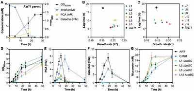 Overcoming protocatechuate and catechol accumulation in muconic acid production via adaptive laboratory evolution and metabolic engineering in Pseudomonas putida