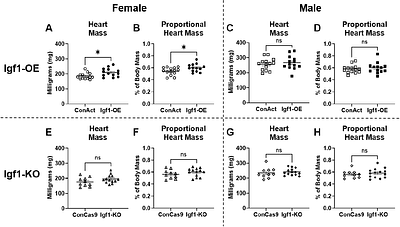 A dataset of adult heart and liver mass after placental Insulin-like growth factor 1 overexpression and partial knockout in mice