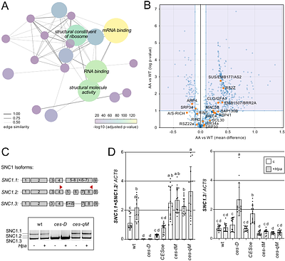 Brassinosteroid-regulated transcription factors confer epigenetic changes that repress plant immunity