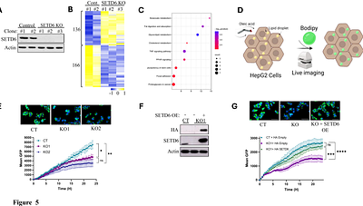 SETD6-mediated methylation of PPARγ establishes a transcriptional feedback circuit promoting lipid accumulation in liver-derived cells