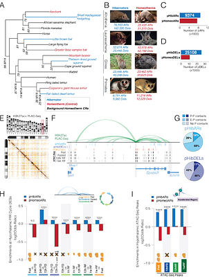 Genomic Convergence in Hibernating Mammals Elucidates the Genetics of Metabolic Regulation in the Hypothalamus
