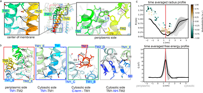 The Structure of Escherichia coli MscL and its dimer formation in Nanodiscs