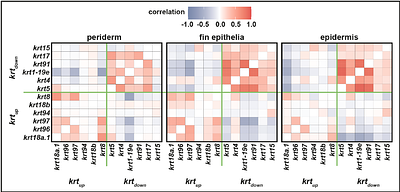 TGF-beta coordinates changes in Keratin gene expression during complex tissue regeneration.