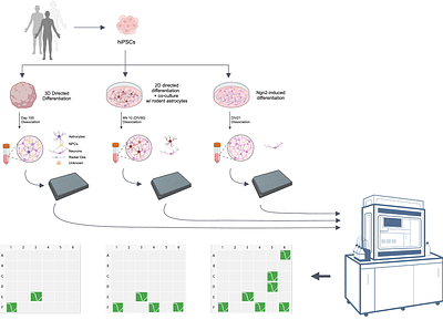 Automated high-throughput patch clamp electrophysiology of hiPSC-derived neuronal models