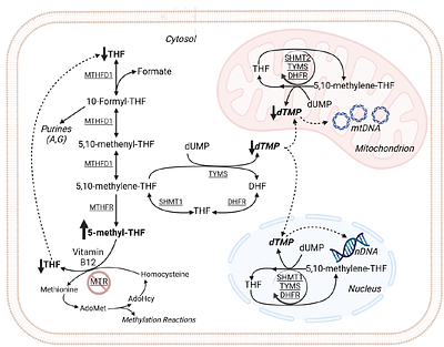 Vitamin B12 supports skeletal muscle oxidative phosphorylation capacity in male mice