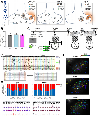 GABAergic signaling by VIP interneurons gates running-dependent visual recovery in the adult brain
