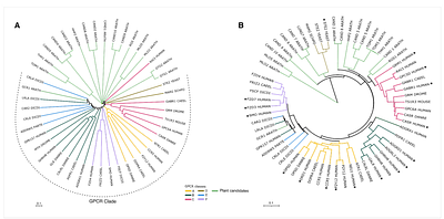 Canonical G-protein coupled receptors of vascular plants