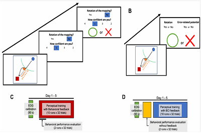 Brain-computer interface training fosters perceptual skills to detect errors