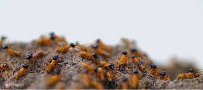 Using semi-folded arenas to observe spontaneous emergence of collective trails in whole colonies of termites