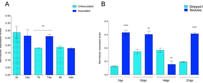Calreticulin modulates the infection process and nodule organogenesis in the Phaseolus vulgaris-Rhizobium symbiosis