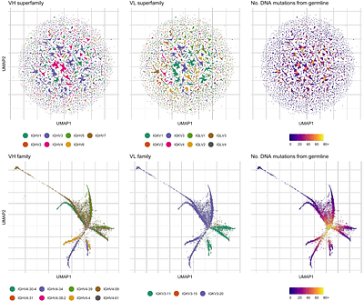 Better antibodies engineered with a GLIMPSE of human data