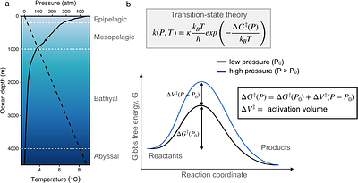 A generalized metabolic theory for marine ecosystems