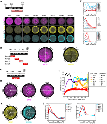 A novel self-organizing embryonic stem cell system reveals the role of WNT signaling parameters in anterior-posterior patterning of the nervous system