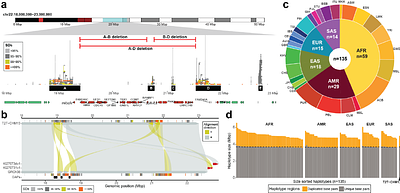Population differences of chromosome 22q11.2 duplication structure predisposes differentially to microdeletion and inversion.
