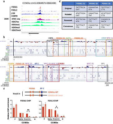 Systematic Dissection of Sequence Features Affecting the Binding Specificity of a Pioneer Factor Reveals Binding Synergy Between FOXA1 and AP-1
