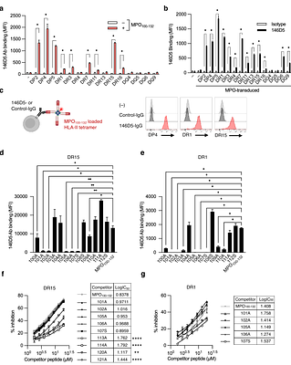 Exploiting HLA-II Promiscuity via Peptide Terminal Overhang Recognition for Pan-Allelic and Tumor-Selective AML Immunotherapy