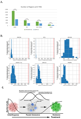 Mega-frequency mutagenesis: generation of non-random precise mutations with extremely high frequency upon adaptation of cancer cells to drugs and stress