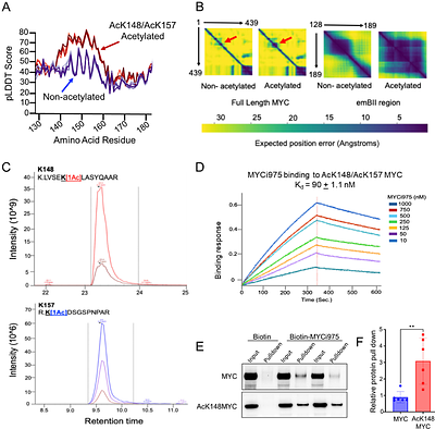 A bivalent lysine-acetylated small-molecule binding site in MYC