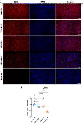 Type A Intercalated Cell Dysfunction Disrupts Renal Epithelial/Immune Balance and Impairs Host Defense During UTI