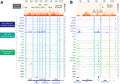 Decoding the molecular logic of rapidly evolving ZAD zinc-finger proteins in Drosophila