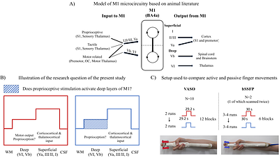 The laminar pattern of proprioceptive activation in human primary motor cortex
