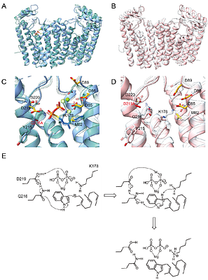 Structure-activity relationship of an all-α-helical prenyltransferase reveals a mechanism for indole prenylation.