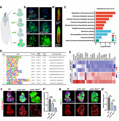Nuclear receptor E75/NR1D2 drives tumor malignant transformation by integrating Hippo and Notch pathways