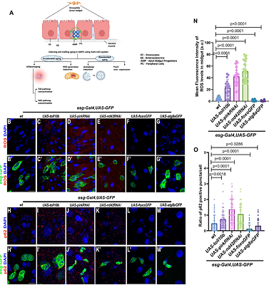 Developmental regulation of progenitor aging shapes long-term intestinal homeostasis in Drosophila