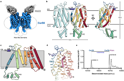 Structural basis of the mechanism and inhibition of a human ceramide synthase