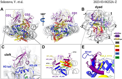 Structural mechanism of HP1-dependent transcriptional repression and chromatin compaction