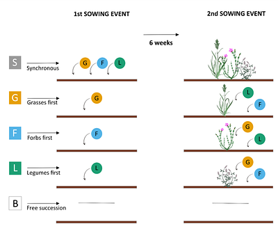 Exploring priority and year effects on plant diversity, productivity and vertical root distribution: first insights from a grassland field experiment