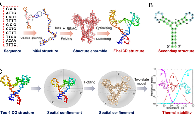 Spatial confinement reshapes the folding of an ion-stabilized DNA with three-way junction