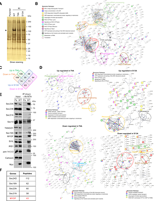 Dynamic regulation of the COPII interactome and collagen trafficking by site-specific glycosylation of Sec24D