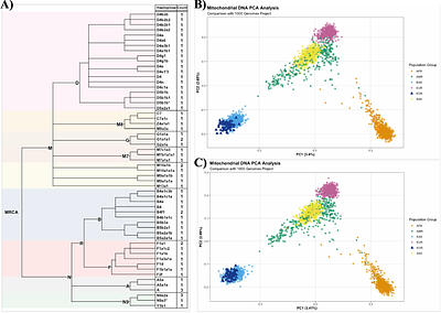 Long-read sequencing reveals novel mitochondrial genome variants undetected by short-read sequencing in Korean population