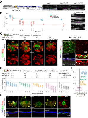 Mutation-agnostic gene insertion therapy for RHO-associated autosomal dominant retinitis pigmentosa using zinc finger nucleases