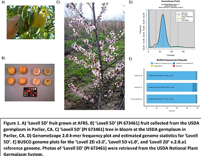 Improved genome assembly of double haploid Prunus persica siblings Lovell 2D and Lovell 5D and the peach NLRome
