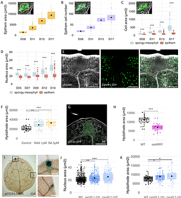 Genetic coupling of hydathode formation with leaf morphogenesis maintains water homeostasis