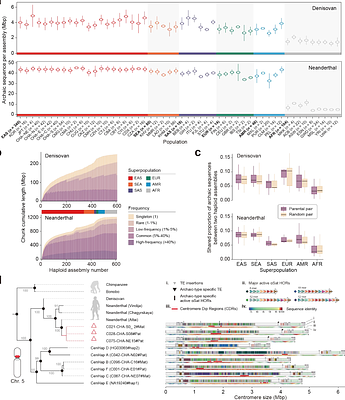 Deciphering complete archaic introgression sequences in modern human genomes